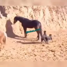 وااای هنگید 🤣🤣🤣