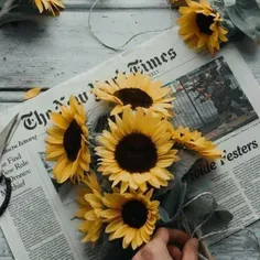 Perfect sunflowers:)))
