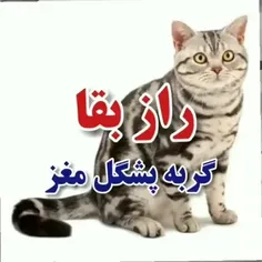 گربه پشکل مغز 