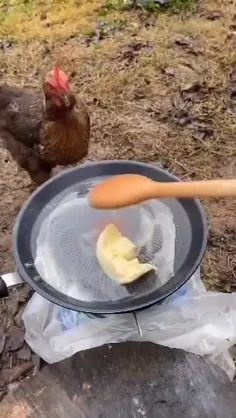 نوکتو چیدن مرغی جون 😪