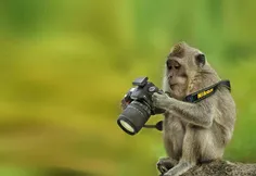 کار میمون چیه