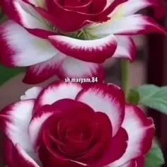 سلام صبحتون بخیر و شادی🌹🌹🌹🌹🍀🍀🍀🍀