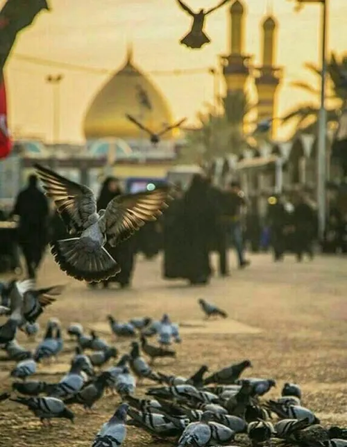 یا لِثاراٺ اڵحسیــ💗 ـــڹ (ع)