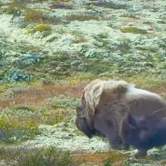 Muskox  نبرد گاو مُشک 