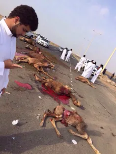 دبی تصادف خاور با شتران