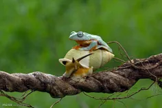 حلزون سواری توسط غورباغه درختی