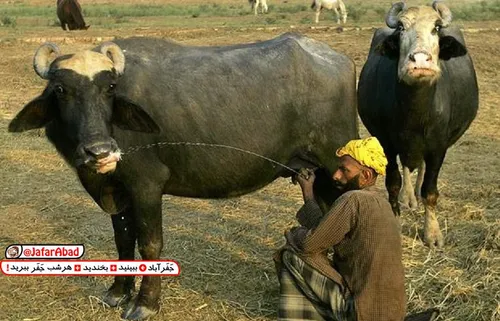 به حرکت یارو کاری ندارم...