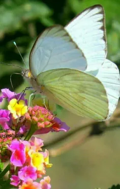 درمان معجزه آسا با عسل وسیاهدانه🌼🌼🌼🌼