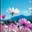 shadi0074