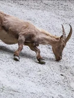 مهارت شگفت‌انگیز بزهای کوهی (ibex) در صعود از دیواره یک س