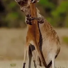 مهر مادری از نوع کانگورویی🥰