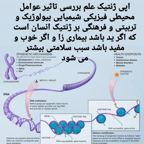 اپی ژنتیک یعنی نقش عوامل محیطی بر بیان ژن های ما ناشی از 