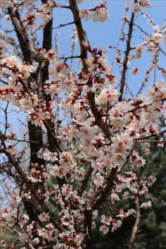 برای کسایی که خیلی دوسشون دارم اما حتی به روی خودشونم نمی