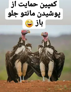 موافقی کامنت،مخالفی لایک