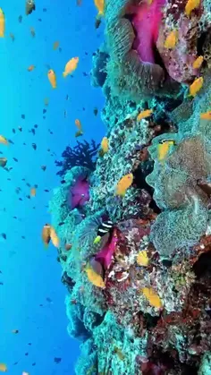 ساحل مرجانی زیر دریاهاست رنگ های زیبا داره ماهی های 