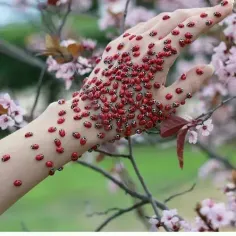 به کجا روم ز دستت