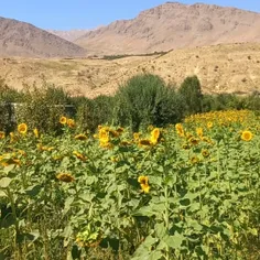 # آفتابگردان 😍😍🤲🤲