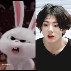 🐰🐰