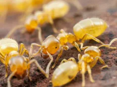 یک گروهی از مورچه‌های زرد هستند که بهشون مورچه زردسایه می