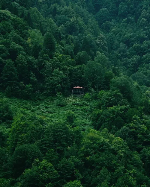 سرسبز منظره جنگل روستا ترکیه طبیعت بورچکا آرتوین طبیعتگرد