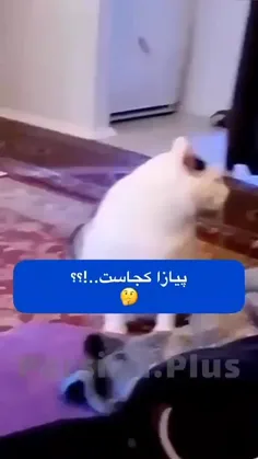 وقتی به تازه عروس میگی غذا درست کن!