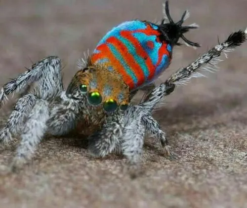 عنکبوت بسیار زیبای اسپارکل مافین که در سال 2015 در استرال