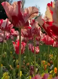 🌸صبح زیبای تو،