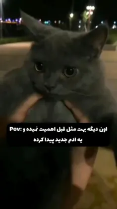 چه کیوته این گربه🥹🥺