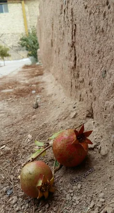دیوارهای خشتی شهر زیبای #یزد و #انارهایی که صفا میدهند به
