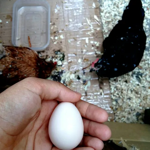 اولین تخم مرغ های پا کوتام 😍😍😍😍