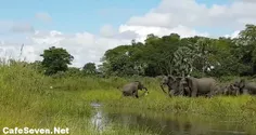 حمله ناگهانی تمساح گرسنه به بچه فیل / تلاش برای ادامه حیا