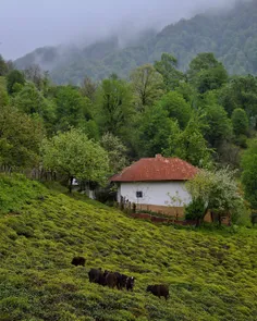 جاده‌ ی شمال