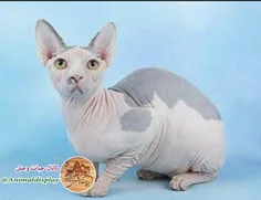 یکی از نایاب ترین انواع گربه، گربه ی بی موی کانادایی، در 