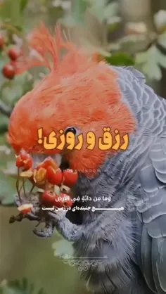 السلام علی المهدی عج 