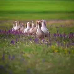 🦢🍃از چشمانت رد شب را بیرون کن امروز صبح دیگریست 