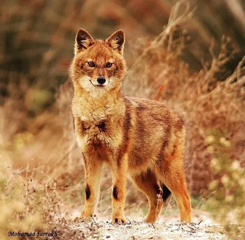 شغال طلایی، شغال ایران 🐺