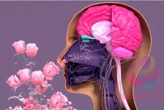 🦚برخی از فواید استشمام عطر گل نرگس (به خصوص شب و هنگام خو