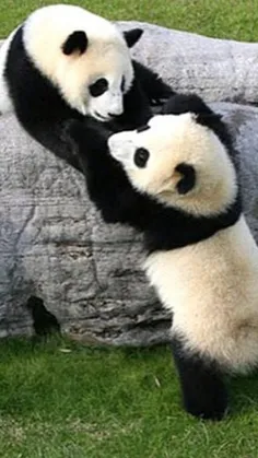 #Panda