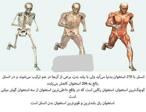 انسان با 270 استخوان بدنیا می آید و در انسان بالغ به 206 