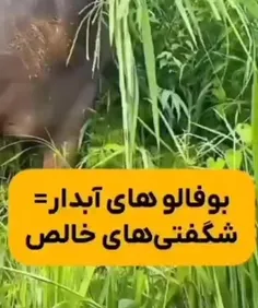 *پیج شگفت انگیز ویسگون*تشکرازلایک و حضورتون*