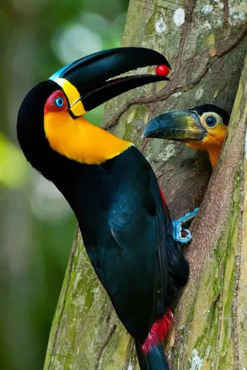 طبیعت حیوانات پرندگان زیبا توکا