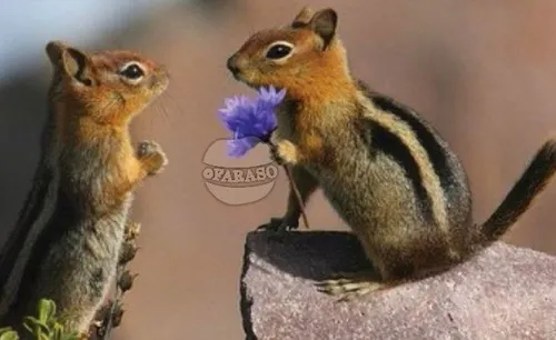 سنجابها تنها حیواناتی هستند که برای محبت به هم گل میدهند