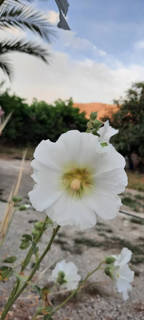 گل زیبا