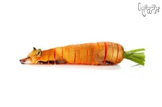 هویج+ روباه = هویجاه