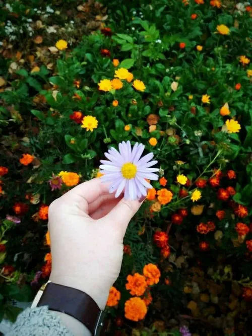 نیایش صبحگاهی🌸🌿