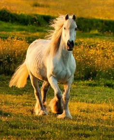 و عشق شاید بویدن یک شاخه گل