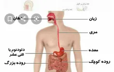 دستگاه گوارش انسان حدوداً ۷ متر طول دارد و محل اصلی جذب غ