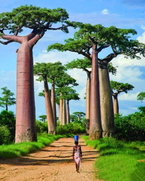 تانکرهای طبیعی آب، درختان عجیب بائوباب که بومی جزیره مادا