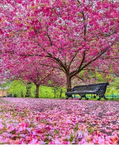 بهار در پارک گرینویچ، #انگلستان #جهانگردی