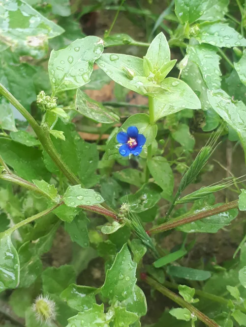 زیبایی طبیعت و طراوت باران